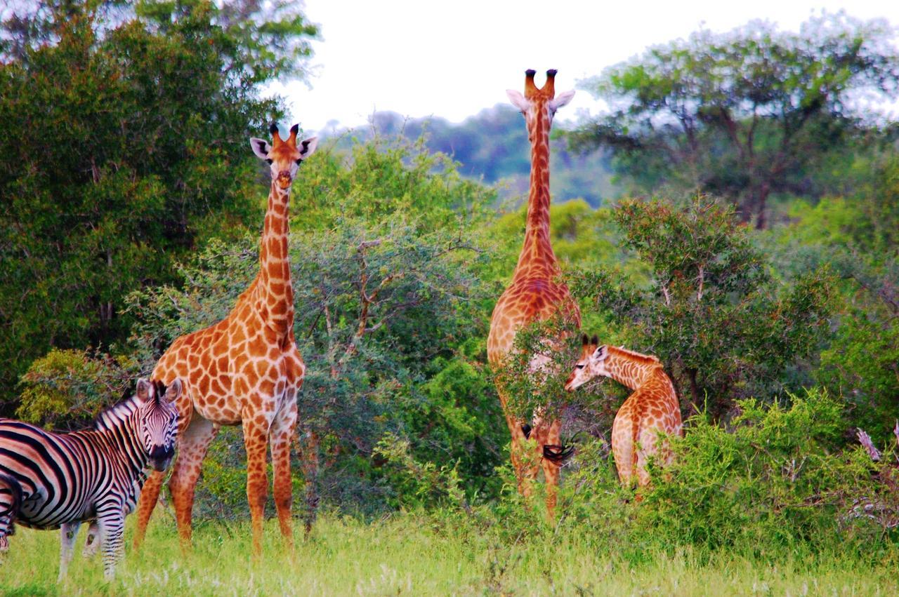 Legend Simba Safari - Legend Golf Safari Resort Golders Green Buitenkant foto
