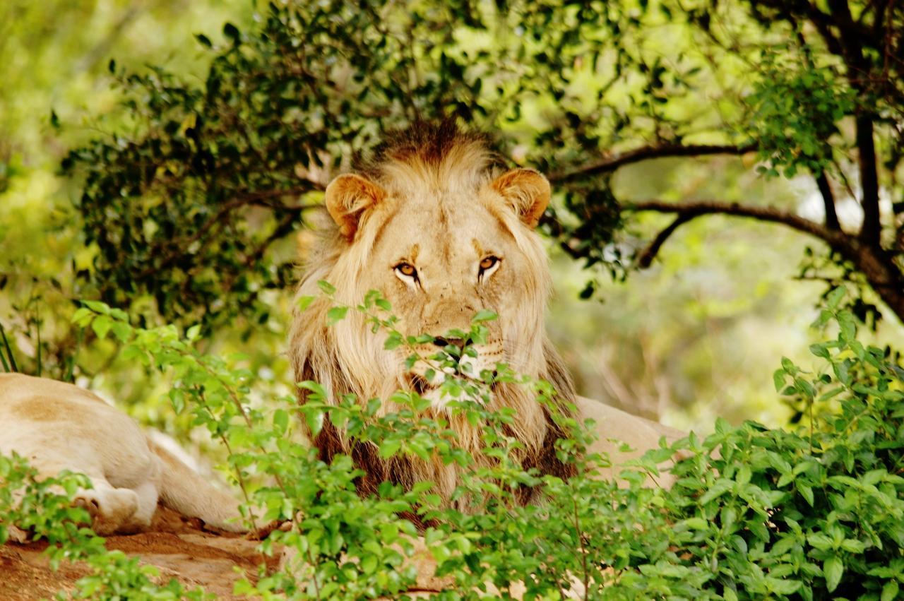 Legend Simba Safari - Legend Golf Safari Resort Golders Green Buitenkant foto
